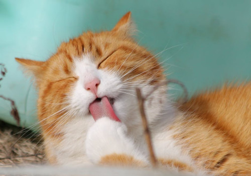 Wat betekent het spreekwoord ‘een kat in de zak kopen’?